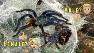 “Please DON'T be a MALE !!!” (Why I ALWAYS want FEMALE tarantulas) Q&A