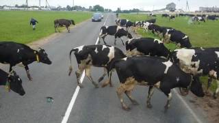 Хромые коровы в Липнишках