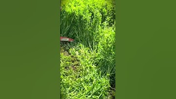 How farmers cut grass very quickly using a sharp sickle #shorts