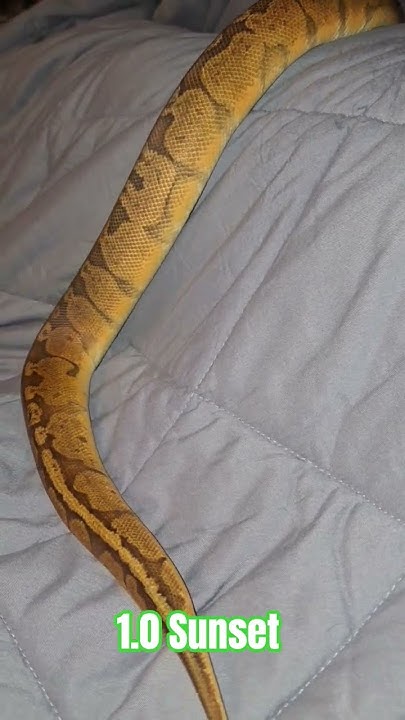 1.0 Sunset #sunset #ballpython #reptiles #ballpythonsnake #wildlife # ...