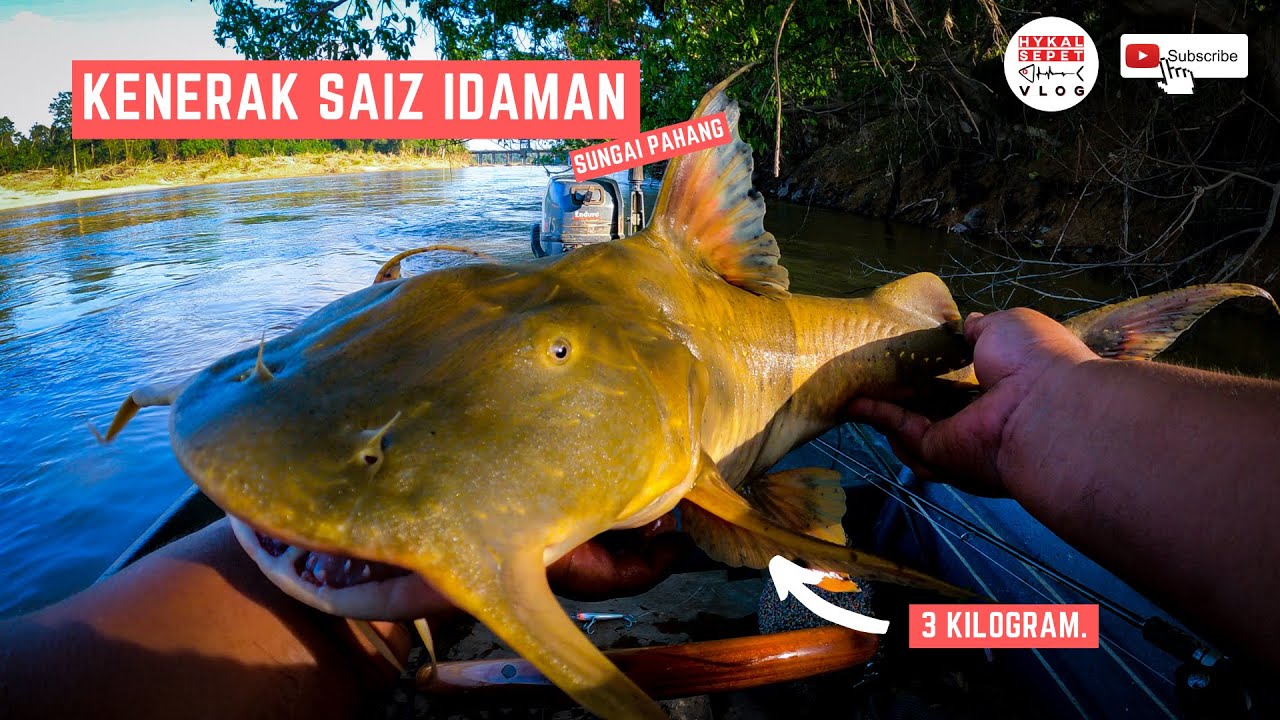 Korang Tanya Umpan Jawab S10s17 Kenapa Ikan Sungai Pahang Mahal Umpan