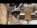 Snowy  winter vlog winter romantic cemetery and correspondence