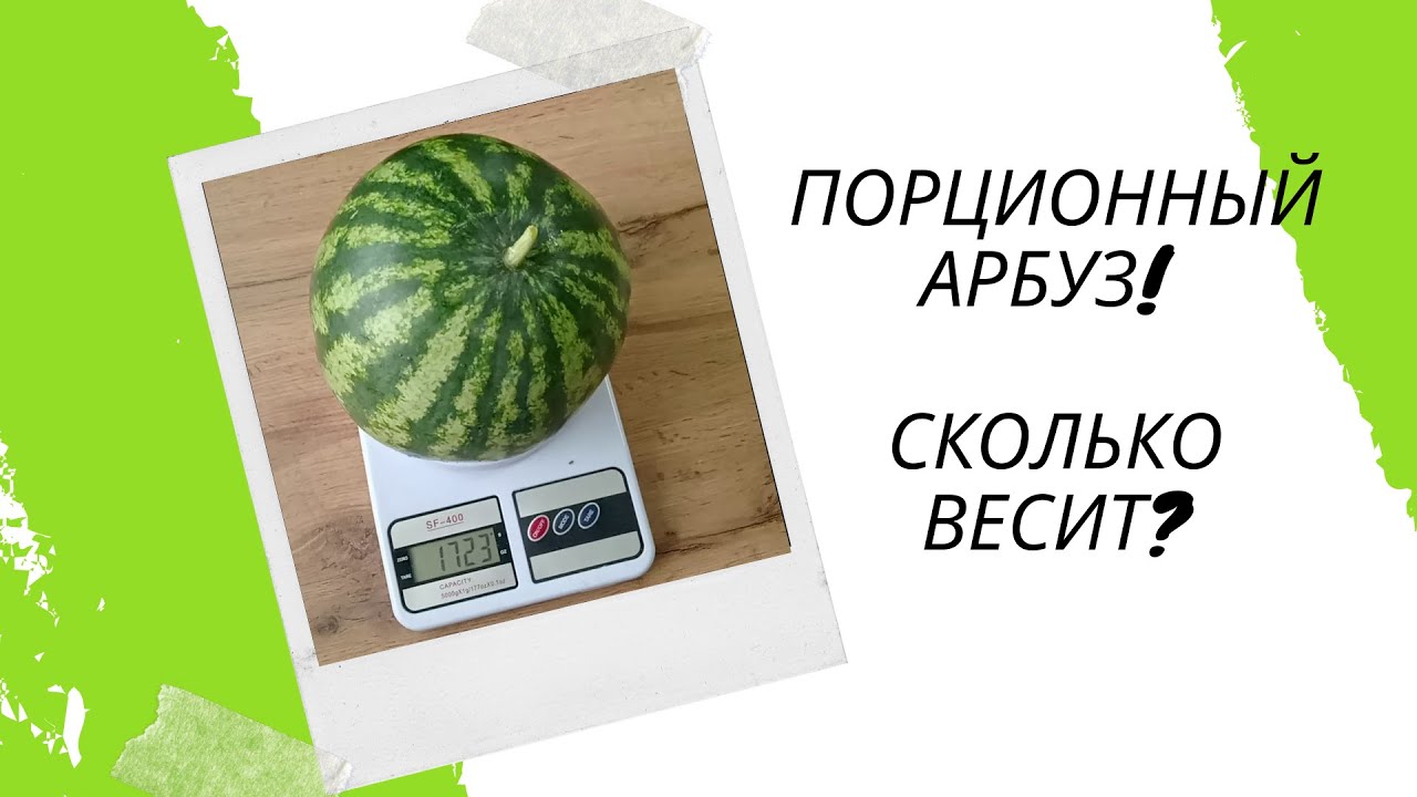 Первый арбуз весит 6 кг. Арбуз порционный. Сколько весит Арбуз. Сколько весит 1 Арбуз. Сколько весит порция арбуза.