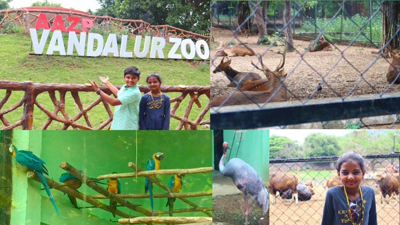 Vandalur Zoo / வண்டலூர் Zoo / Arignar Anna Zoological Park / Zoo yashudharshuchannel7942 YouTube