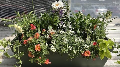 Planting beautiful window boxes and containers like a pro | Gardening with Gutner