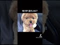 ワンと鳴けない犬が面白すぎるwww #Shorts #dog #poodle #vlog #pet #toypoodle #トイプードル #ティーカッププードル #犬