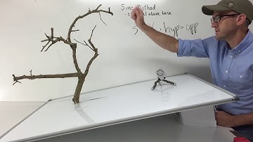 Sine Method   Eye Level Above Base  video on Tree Height Measurement