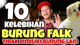 10 KELEBIHAN BURUNG FALK PARKIT AUSTRALIA YANG TIDAK DIMILIKI BURUNG PARUH BENGKOK LAIN ‼️