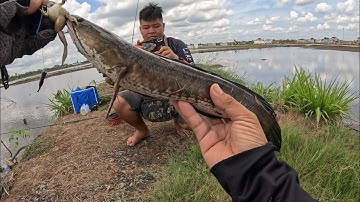 Câu lure cá lóc kcn | dễ dàng bắt cá nhờ cái lưỡi kéo này, buổi sáng 10 con