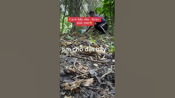 Cách bẫy rắn đơn giản 👍