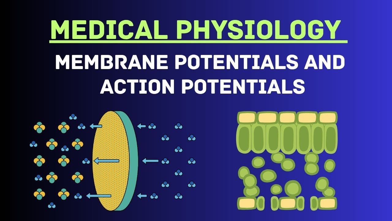 Membrane Potentials & Action Potentials | High-Yield Physiology