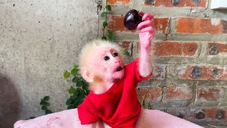 Bibi monkey wakes up asking Dad to eat Cherry