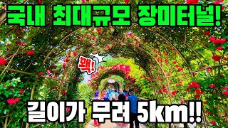 이번 주말에 꼭 가세요!👣중랑장미공원 | 중랑 장미축제 | 중랑 서울 장미축제 | 꽃축제 | 트레킹 코스 | 대중교통 당일치기 여행 | Trekking in KOREA