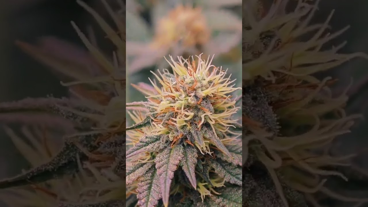 je visite une usine de production de CBD à LYON