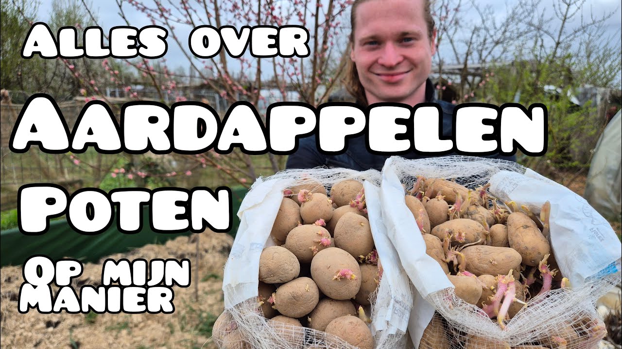 Aardappelen Poten Zónder Graven of Spitten!
