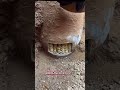Secret Gold Mission#trending #viral #youtubeshorts #shortsfeed #youtubefeed