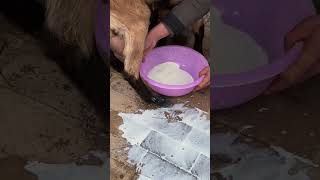 Goat milk subscribe eating yummy wow bestvideo shorts milk goat