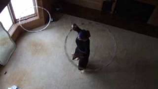 Sustained Spin~ one & two hoops