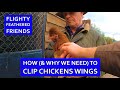 HOW TO CLIP CHICKENS WINGS - LIVING ON OUR FARM IN CENTRAL PORTUGAL - FARM WORK AUTUMN MAINTENANCE