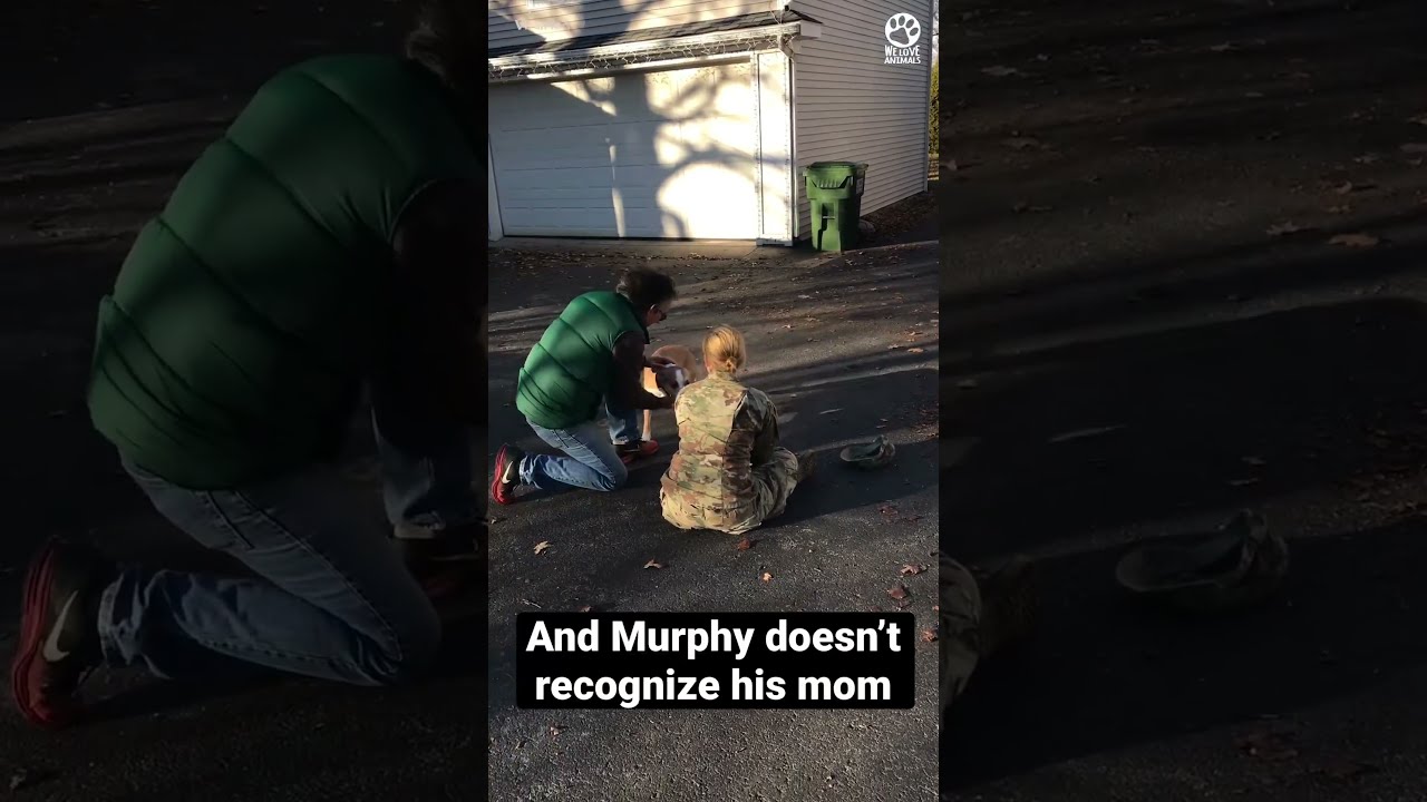 Dog Leaps Into Owner S Arms When He Realizes She Finally Home Again 