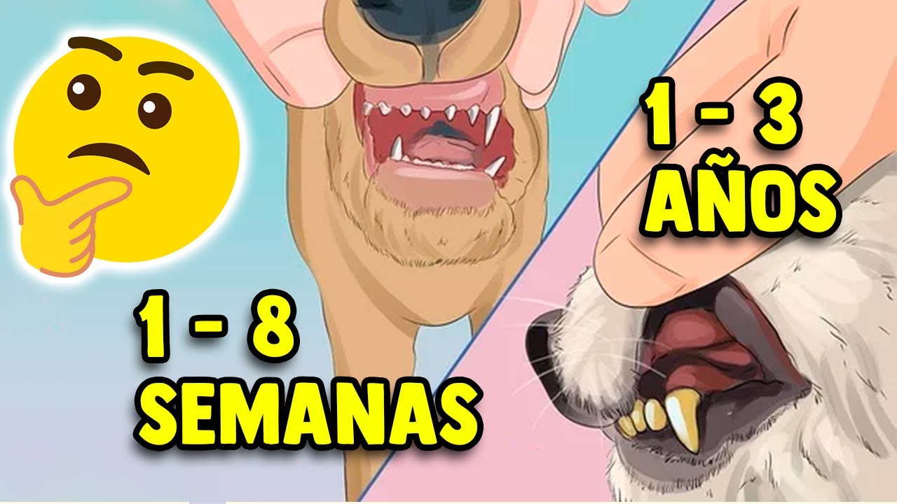 ¿Cómo saber la edad de un perro abandonado?