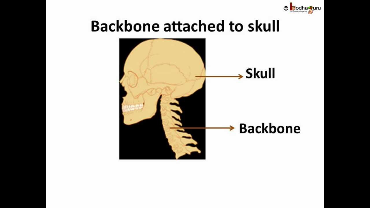 Science - Human Body Bones and Muscles - Part 1 - Hindi - YouTube