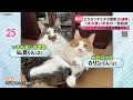 【ネコ】キセキの瞬間映像集!