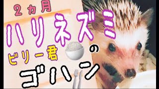 ハリネズミのビリー君♥ゴハンの催促(*´ω`*)