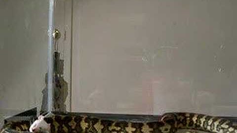 Fluffy The Snake Disinterested In Mouse (Jungle Carpet Pytho