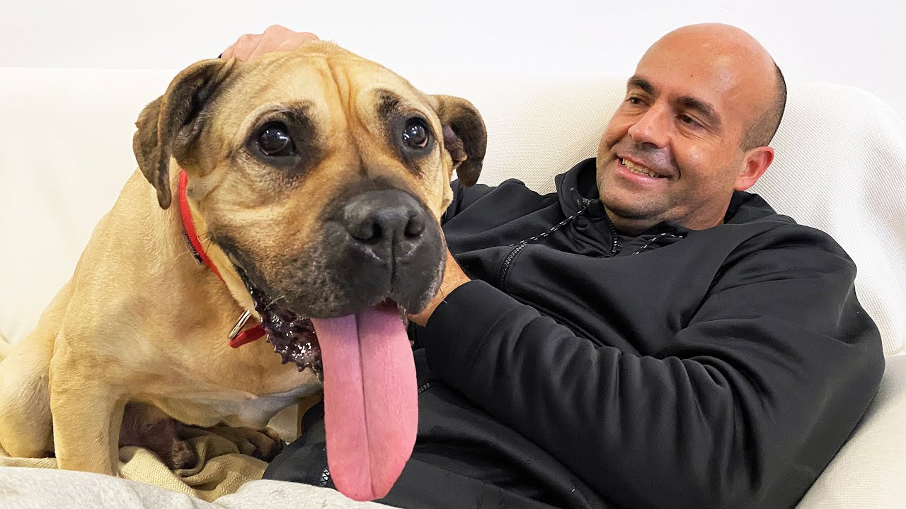 Soft-hearted man adopts the biggest dog in the shelter!