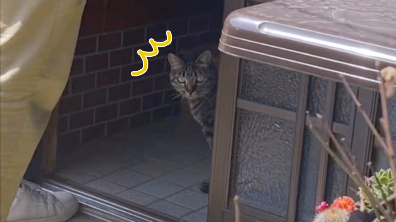 ママが1ヶ月ぶりに帰宅したら I came back for the first time in a