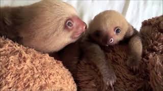 Adorable Baby Sloth Compilation