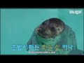 그 누구보다 차갑게 난 남들과는 다르게 색다르게 겨울을 타는 얼음 위의 물범네ㅣHow Seals Enjoy The Winter