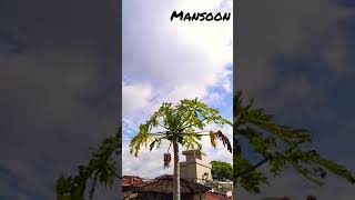 Mansoon Gunkhed 8Ner