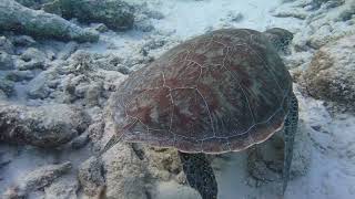 Green Turtle- Bonaire, March 27, 2023 by Andrew Davis 2,074 views 1 year ago 2 minutes, 11 seconds