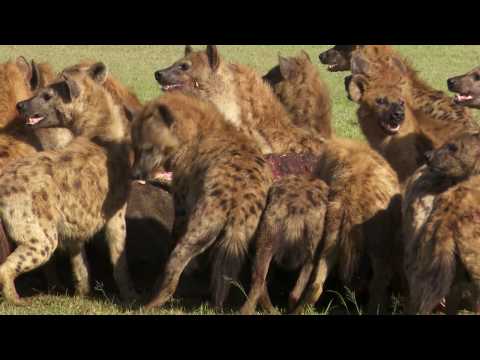 Battle between a Lion and Hyenas
