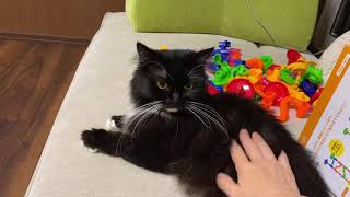 呼ばれて返事をする猫とすぐに駆け寄る猫　ラガマフィンとノルウェージャンA cat that is called and answers and a cat that runs.