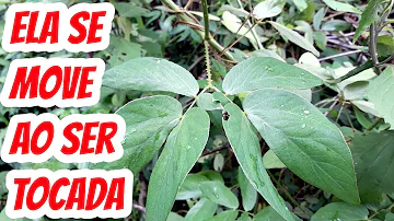 Porque a planta fecha as folhas?