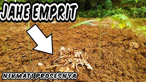 proses dan cara saya tanam jahe emprit