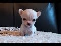 5 ounce Chihuahua - Tiniest Chihuahua - Hydrocephalus