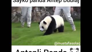 Atarlı Panda Antep Dublaj Antepli̇ Panda