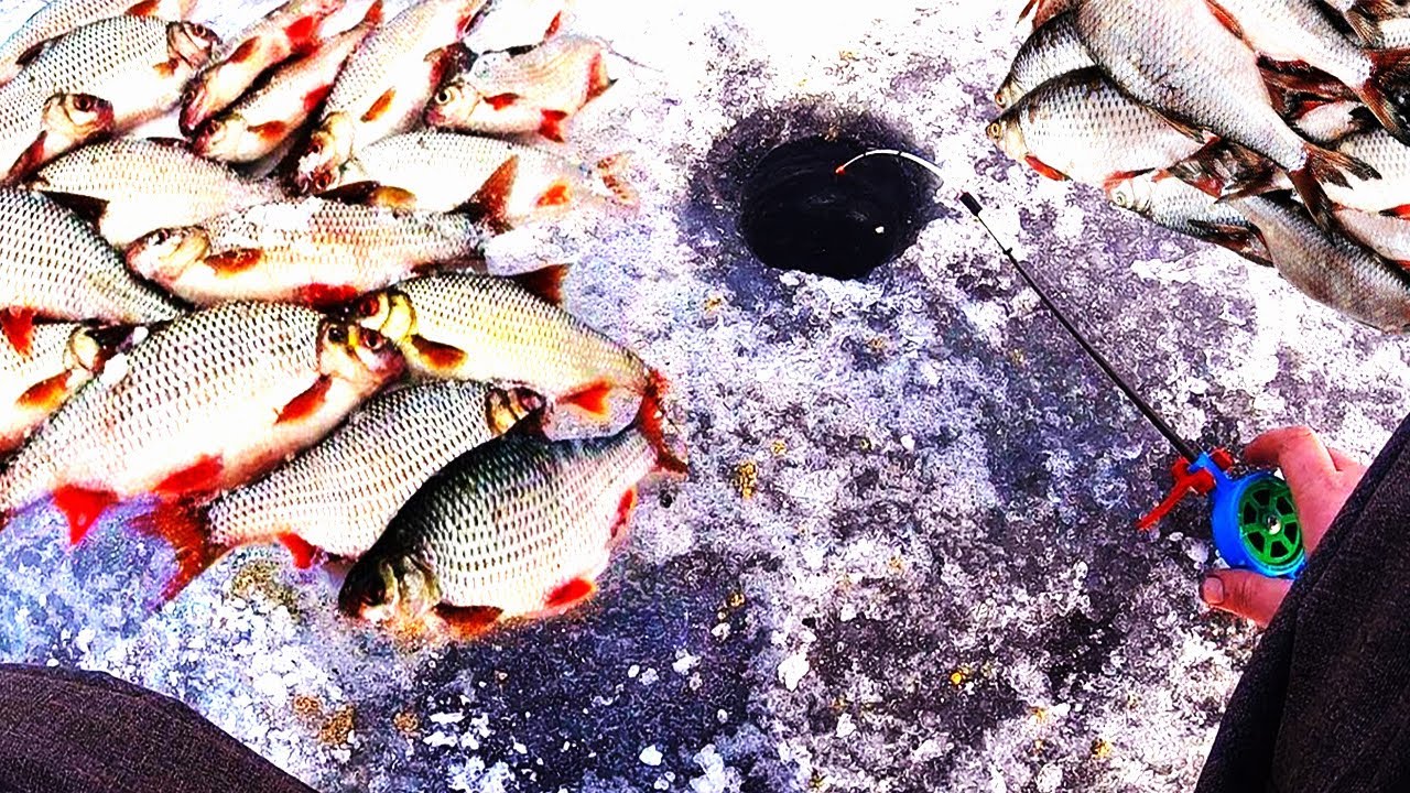 Ловля плотвы на покаток с кормушкой, рыбалка в заливе Днепра.