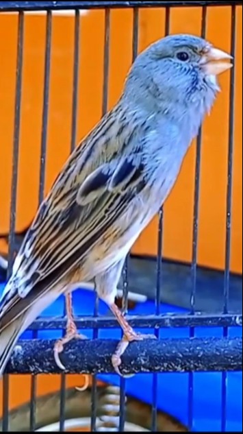 Cuit cuit ngerol #kenarigacor #birds #shorts #canary #kanaria #kenarimania #kenariindonesia