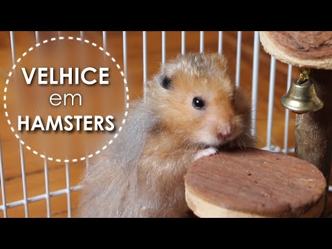 Velhice em hamsters - Cuidados com hamsters idosos