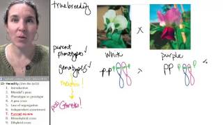 Heredity 7- Punnet squares