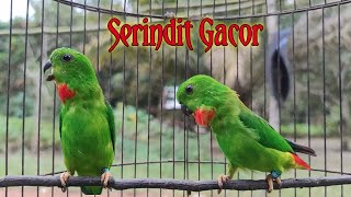 SERINDIT GACOR Mbeset - NEMBAK - Manggil Seperti ini Cocok Untuk Masteran & Pancingan Semua Serindit