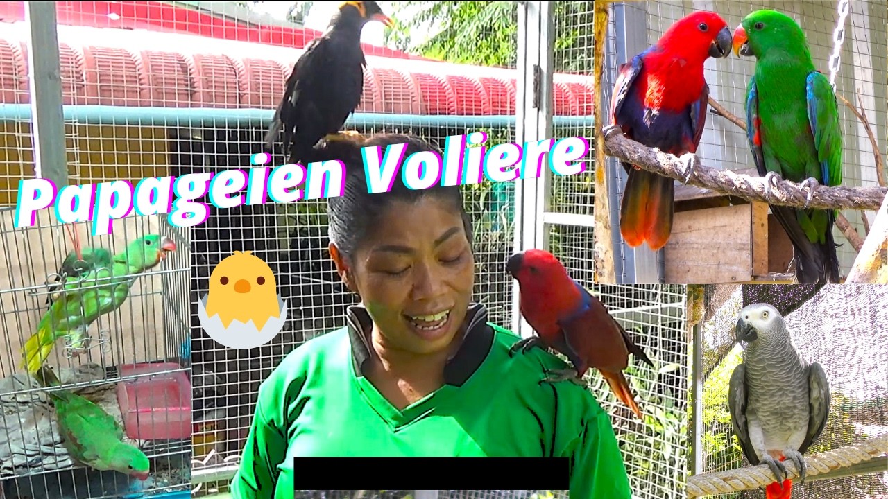Die Papageien Voliere aus Thailand. 11 Küken sind im Brutkasten. Pornpana hat wieder genug Arbeit❤️🤠