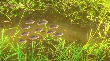 Khai cần đầu xuân ở Bình Thạnh Mộc Hoá