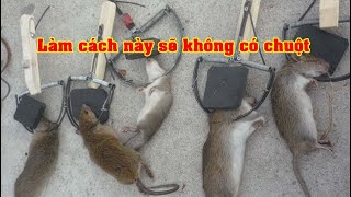 Hướng Dẫn Bẫy Chuột Hiệu Quả, Cách Đặt Bẫy Chuột, Mẹo Bắt Chuột, Mẹo Diệt Chuột