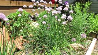 Before and After: Chive Transplants and Mature Plants - The Rusted Garden 2013